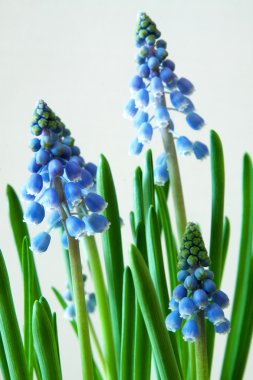 üzüm sümbül - muscari - bahar çiçek, photograpehd Şubat 2011,