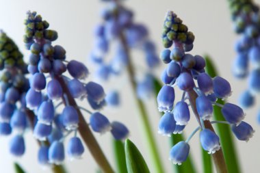 üzüm sümbül - muscari