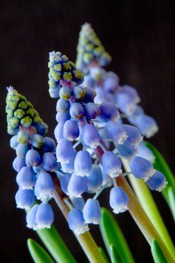 üzüm sümbül - muscari