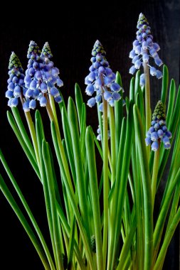 üzüm sümbül - muscari