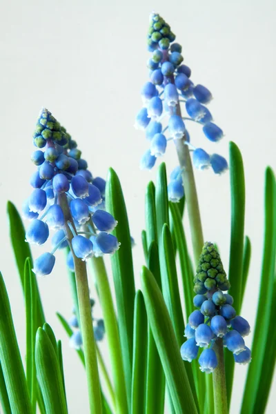 stock image Grape Hyacinth - Muscari - spring flower, photograpehd in February 2011,