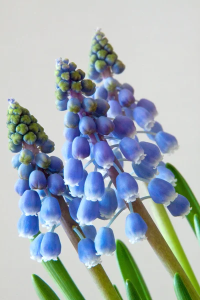 stock image Grape Hyacinth - Muscari - spring flower, photograpehd in February 2011,