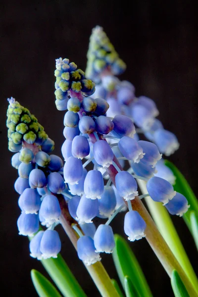 stock image Grape Hyacinth - Muscari