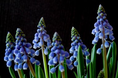 üzüm sümbül - muscari - bahar çiçek, photograpehd Şubat 2011,