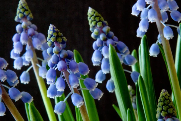 stock image Grape Hyacinth - Muscari