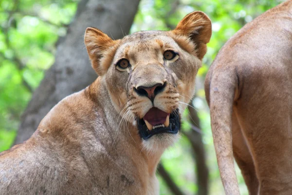 Lew w parku casela — Zdjęcie stockowe