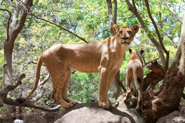 狮子在卡塞拉公园 — 图库照片