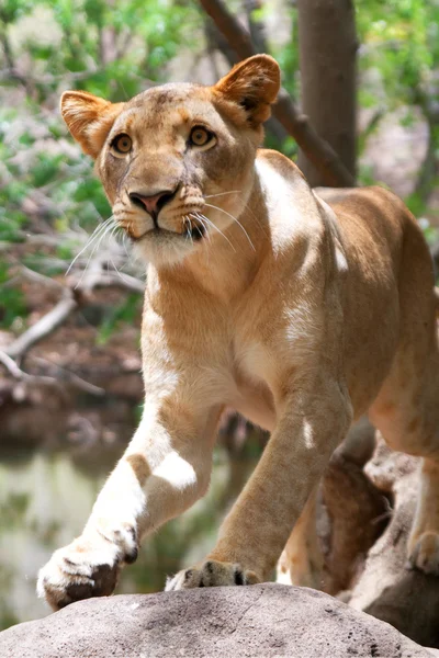 Leeuw in het casela park — Stockfoto
