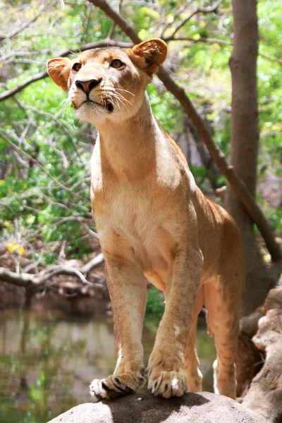 狮子在卡塞拉公园 — 图库照片