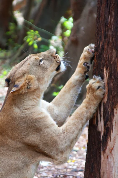 ケースラ公園でライオン — ストック写真