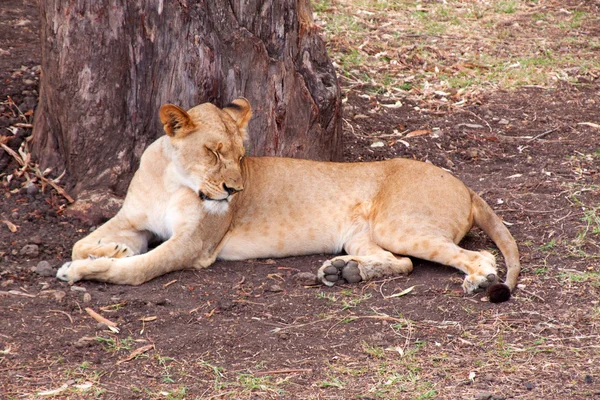 Leeuw in het casela park — Stockfoto