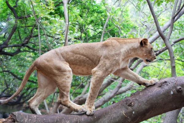 Leão no Parque Casela Imagens Royalty-Free