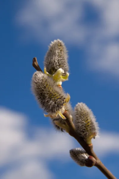柳の尾状花序 — ストック写真