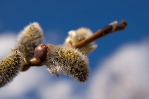 柳の尾状花序 — ストック写真