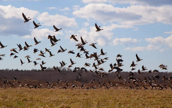 Flight of geese — Stock Photo, Image