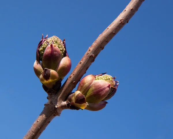 Větev s ledviny na jaře — Stock fotografie