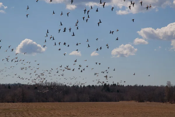 stock image Flight of geese