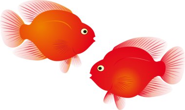 Red parrot fish vector clipart