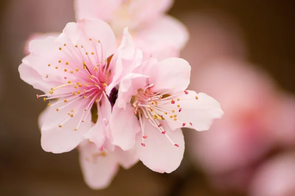 Peach Blossom — Stock Photo, Image