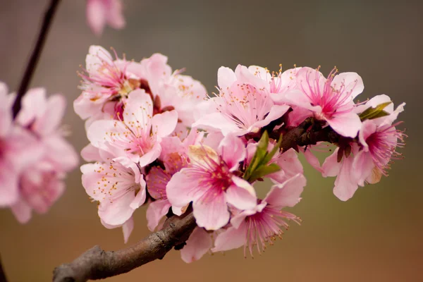 Цвітіння персика Ліцензійні Стокові Фото