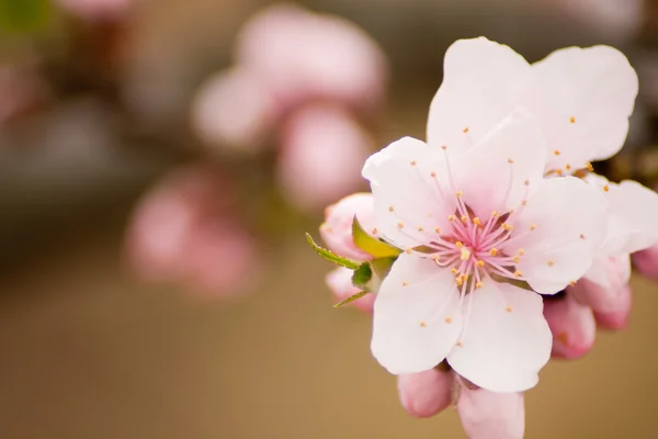 stock image Peach Blossom