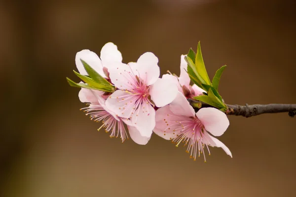 Цвітіння персика Ліцензійні Стокові Зображення