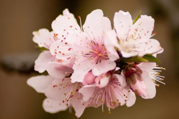 Peach Blossom — Stock Photo, Image