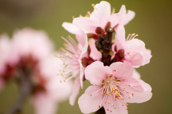 Peach Blossom — Stock Photo, Image