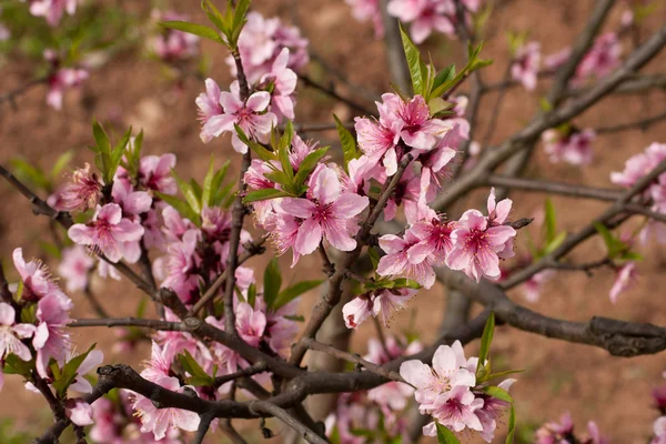 Peach Blossom — Stock Photo, Image