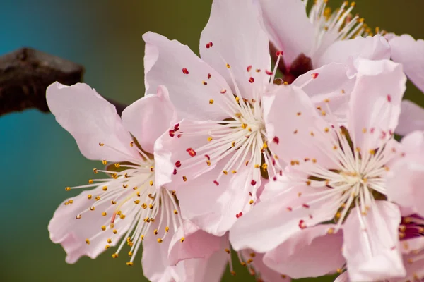 Peach Blossom — Stock Photo, Image