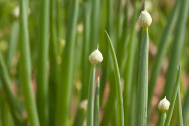 Onion flower clipart