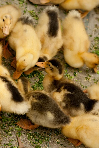 stock image Litte duckling