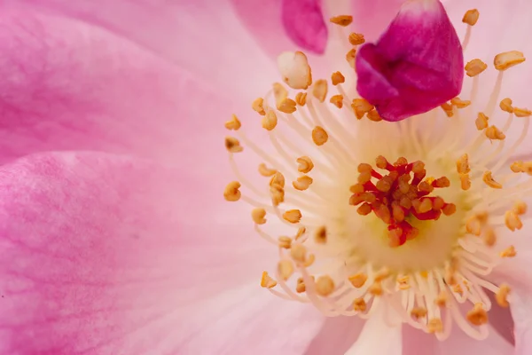 Pembe şakayık çiçeği