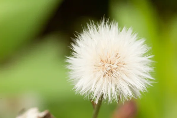 Dandelion flower — Stock Photo, Image