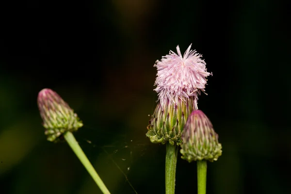 민들레 꽃 — 스톡 사진