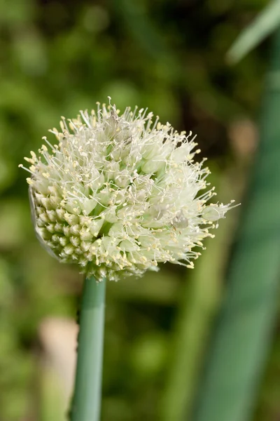 Cebula kwiat — Zdjęcie stockowe