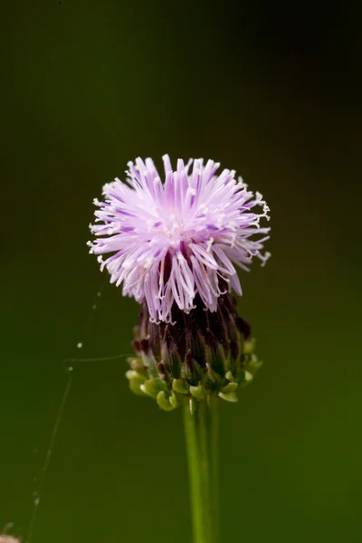Квітка кульбаба — стокове фото