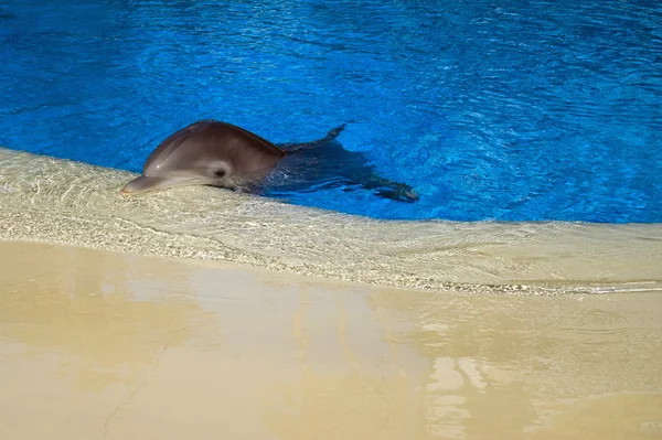stock image Dolphin in captivity