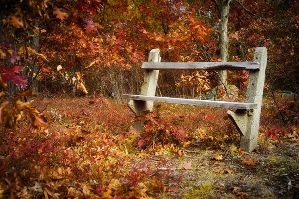 Empty Park Bench Amidst Trees Leaves Autumn — Stock Photo, Image