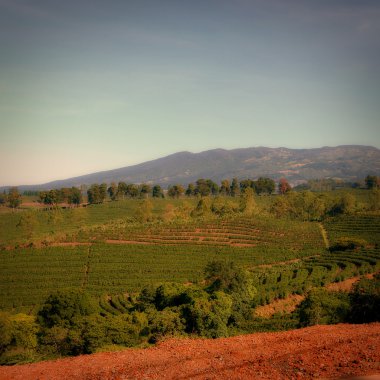 Costa Rican coffee plantation with mountains in background clipart