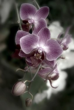 Mor orkideler