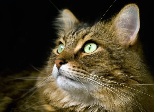 ハンサムなアダルト メインクーン猫ネコ黒の背景に — ストック写真