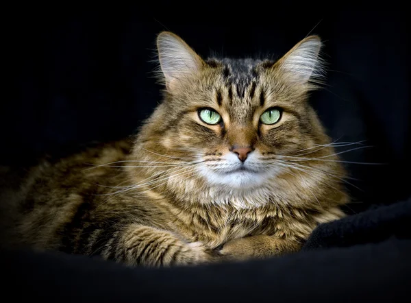 ハンサムなアダルト メインクーン猫ネコ黒の背景に — ストック写真