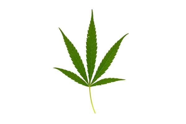 Foglia Cannabis Isolata Fondo Bianco — Foto Stock