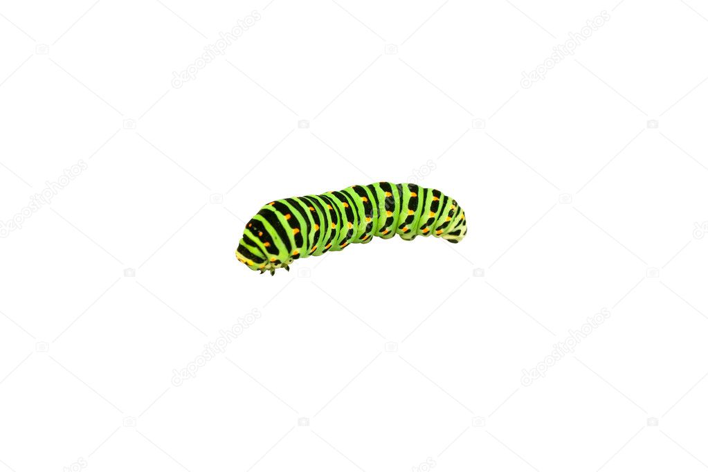 Caterpillar isolated in white background