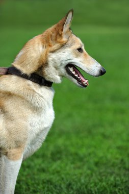 cins köpekler