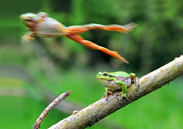 Древесная Лягушка Естественной Среде Обитания — стоковое фото