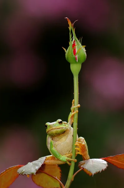 Stromový Žába Přirozeném Prostředí Bydlení — Stock fotografie