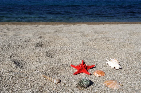 Red sea star and shells on beach — Stock Photo, Image