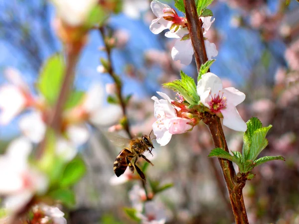 Bee around a flower in the spring cherry.